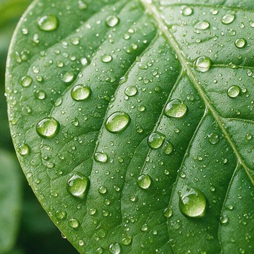 How to Repair Your Skin Barrier Naturally